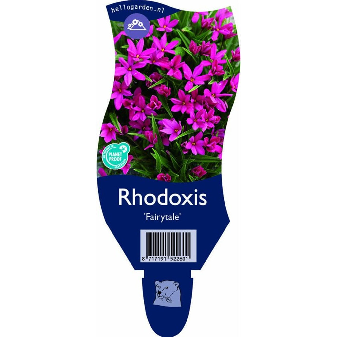 Rhodoxis – Rhodoxis Fairytale - P11